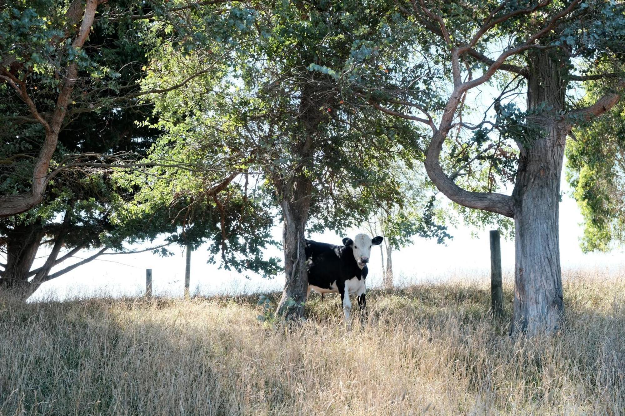 A Cabin With A Big View, Comfort And Tranquility, Close To Vines Martinborough Exterior photo